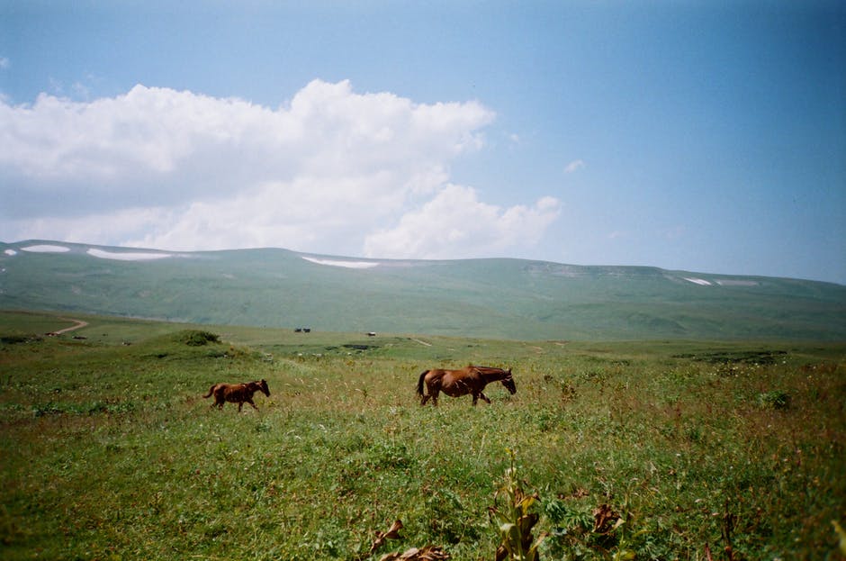 两匹马在草地上的照片