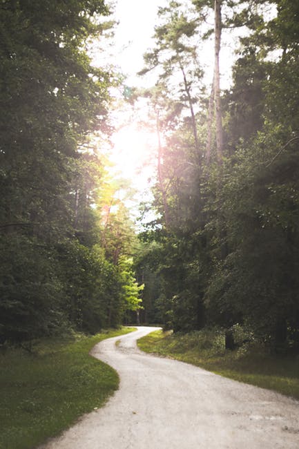 森林附近蜿蜒的道路
