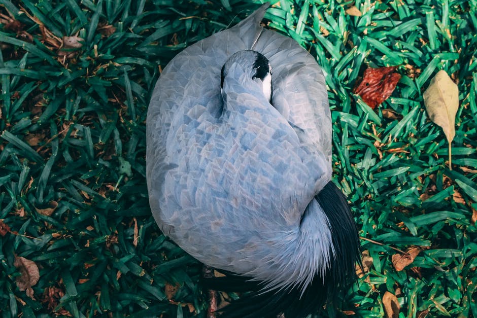 草地上蓝色和蓝色鸟类的俯视图