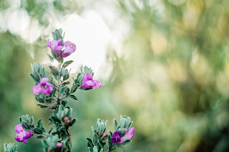 紫花绿叶植物选择性聚焦照片