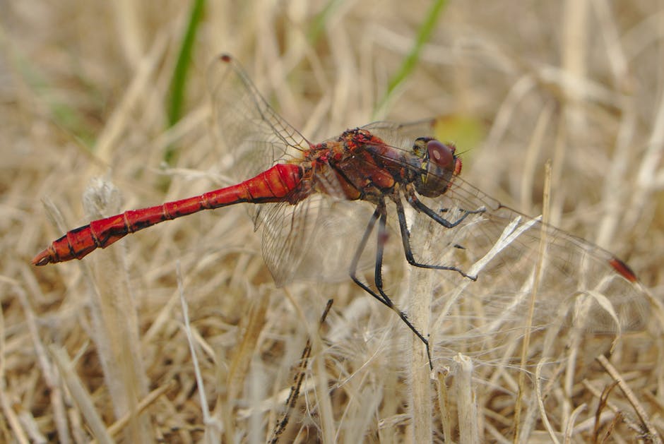 红蜻蜓栖息在米色草地上