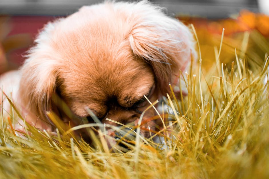 棕色西藏猎犬躺在草地上