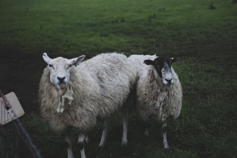两只白羊站在草地上