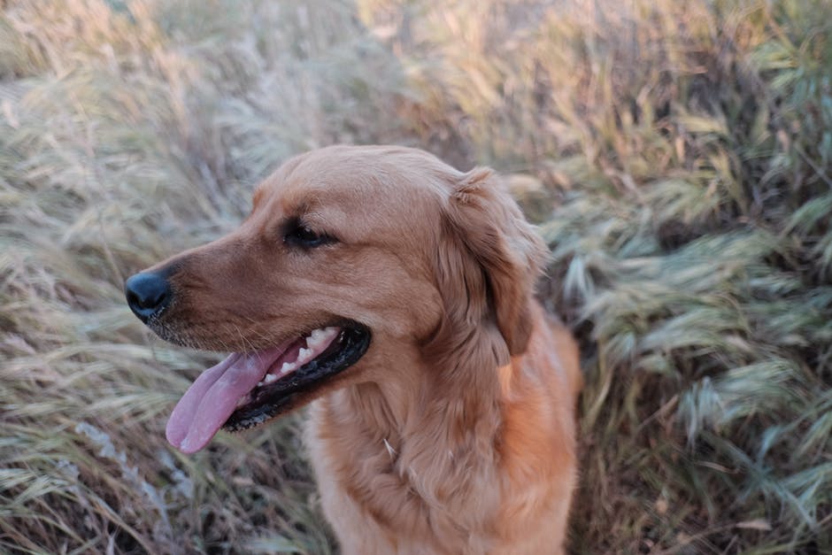 坐在草地上的金色猎犬