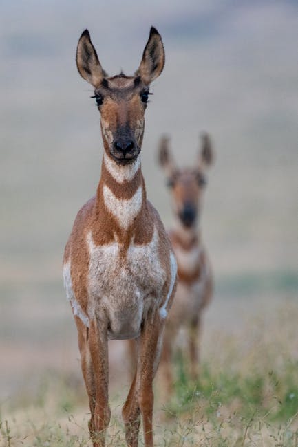两个棕色动物站在草地上选择性聚焦照片