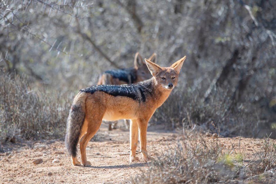 黑色和红色狐狸站在树木附近的泥土路上