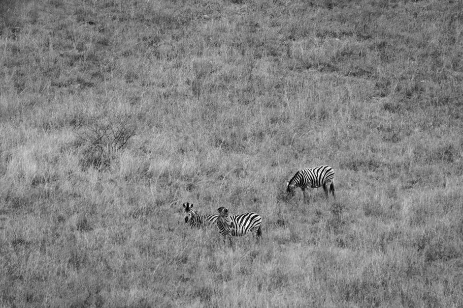 三匹斑马的野生动物摄影