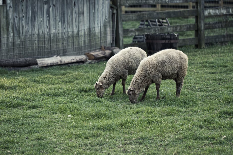 褐篱笆附近草地上的两只褐羊