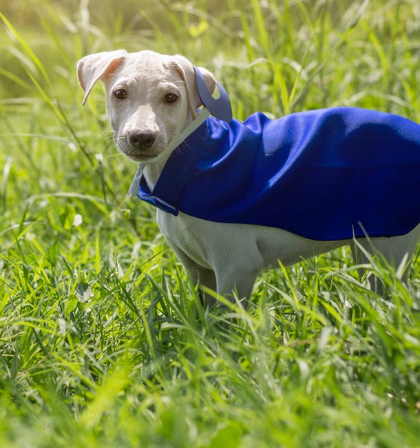在草地上涂上蓝色披风的短涂鸦小狗