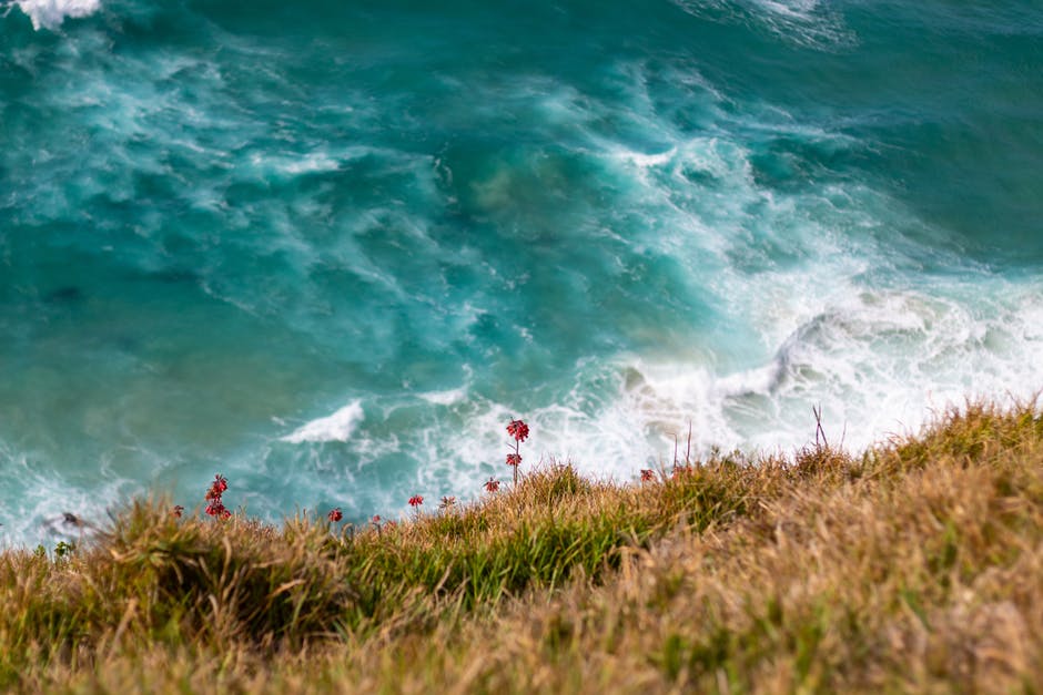 红花横越海滩波的山巅摄影