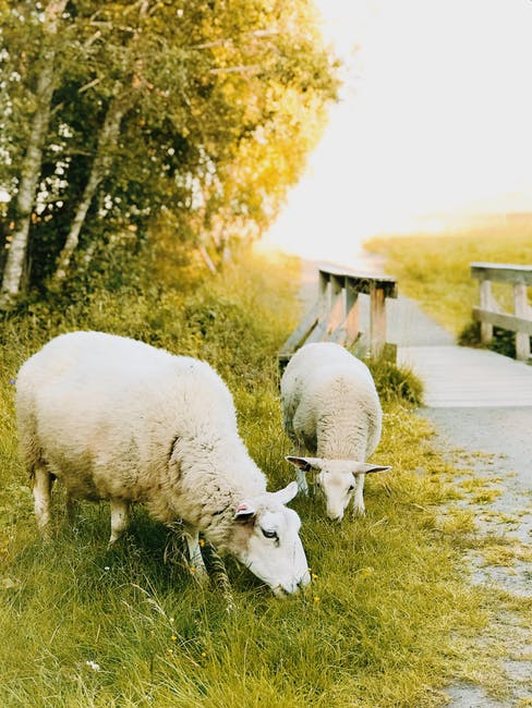 两只白羊吃草