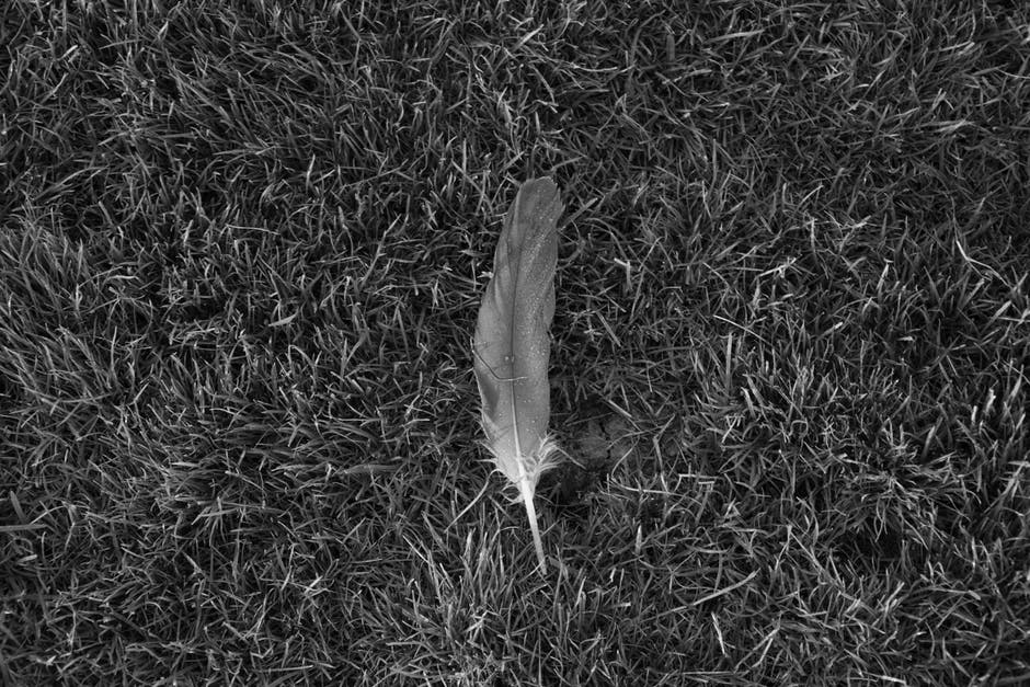 草地上羽毛的灰阶照片