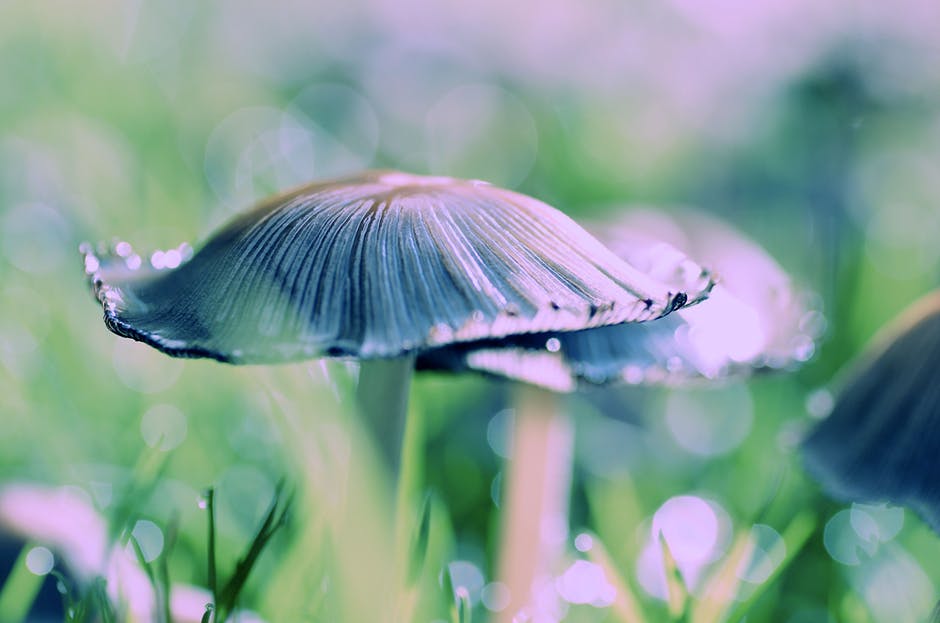 真菌蘑菇的特写摄影