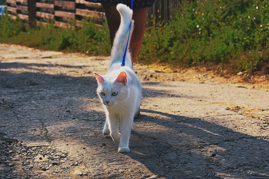 毛皮白猫走在路上