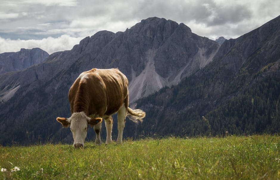 山附近的白色和棕色的奶牛