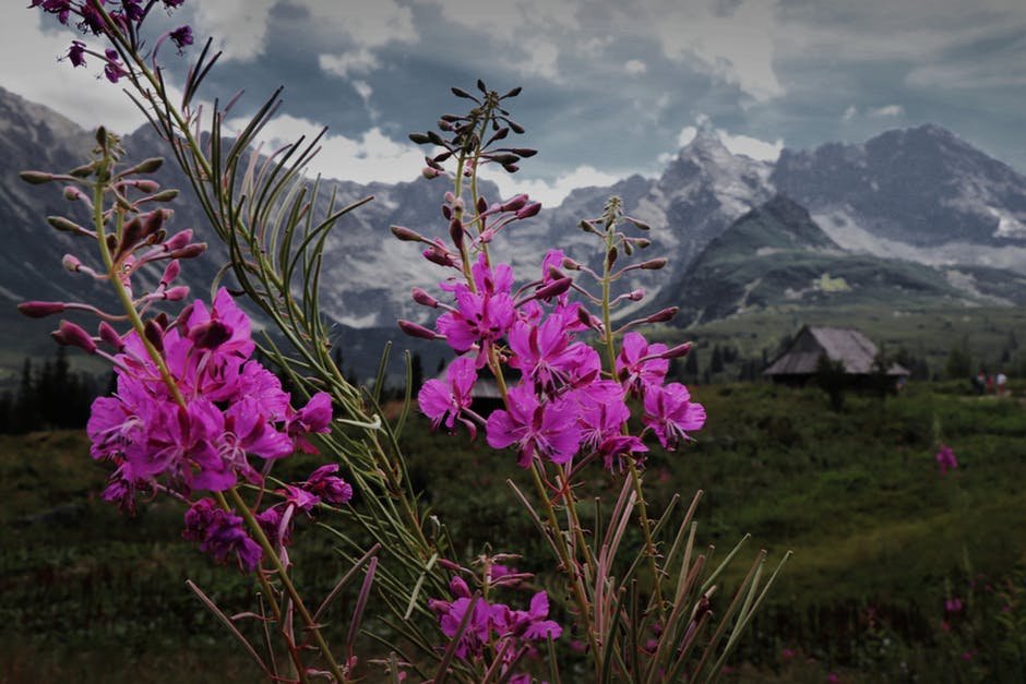 以山为背景的紫色花瓣花