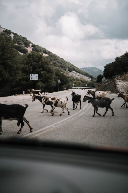 农业-动物-农村高清照片