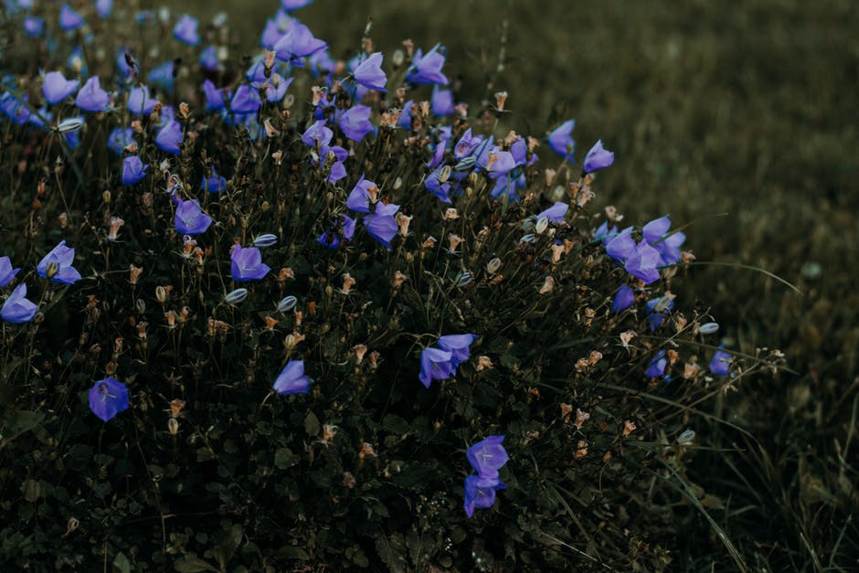 近景紫花摄影