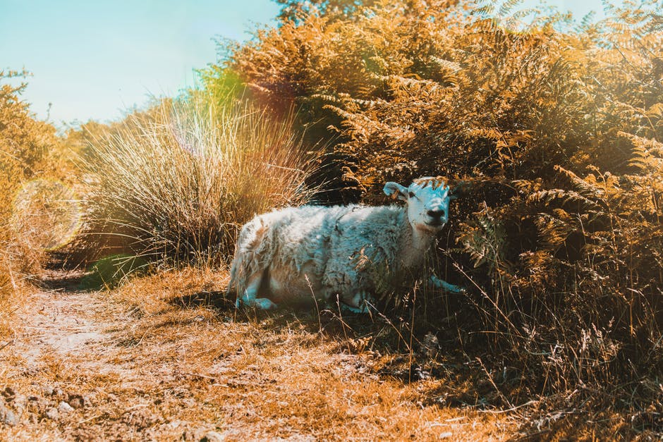 羔羊在草地上产羔