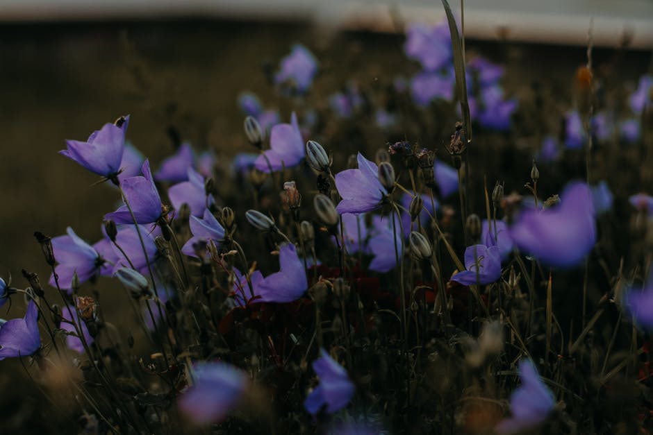紫色花瓣的选择性聚焦照片