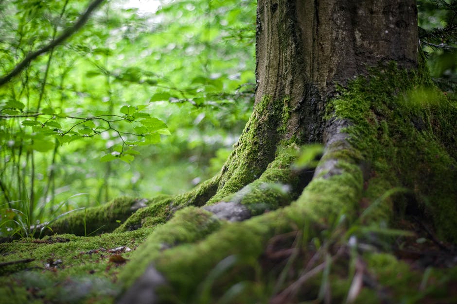 环境-森林-草地高清照片