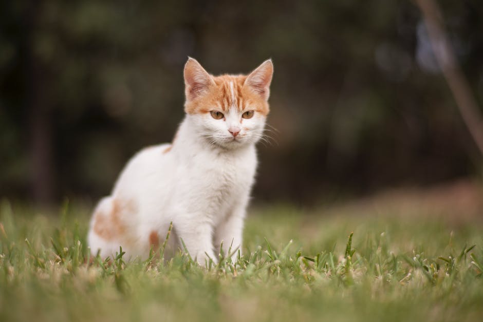 草地上的白棕色猫