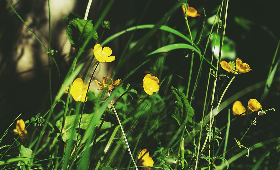 Yellow Petaled Flowers的选择性聚焦摄影