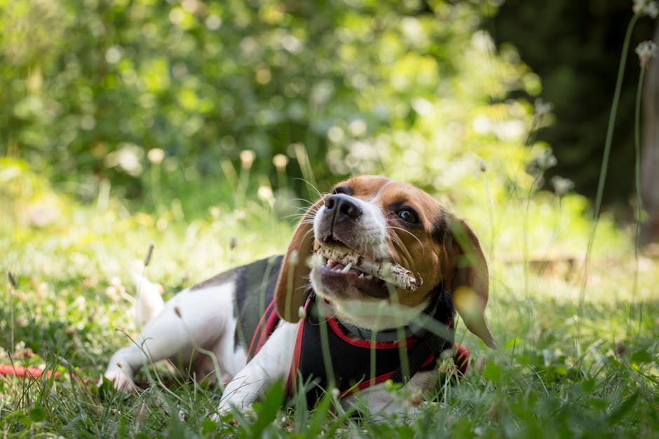 成年猎犬躺在草地上和毕婷博讷的选择性聚焦摄影