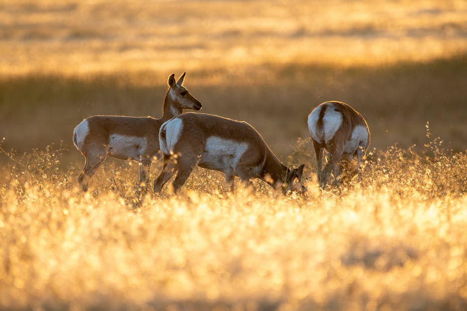 三只白鹿和白鹿在野外吃草