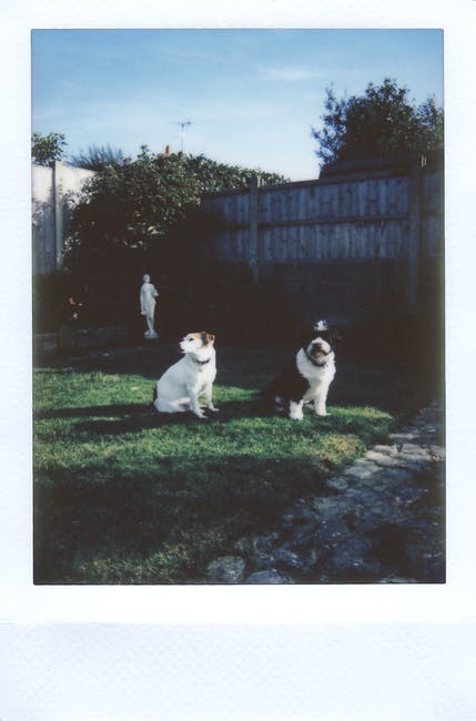 两条狗坐在草坪附近的隐私篱笆上