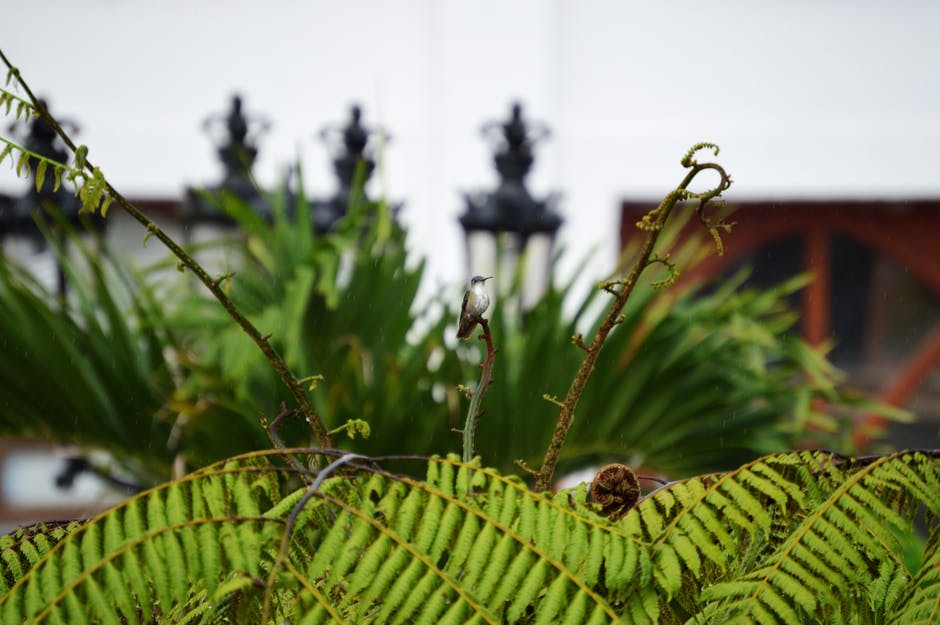 绿色蕨类植物的聚焦摄影