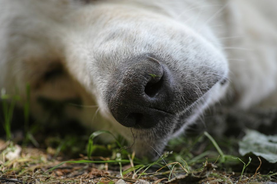 短睡白狗睡在绿草上的特写摄影