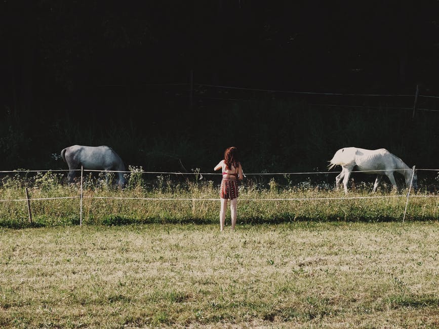 站在青草地上的两匹白马
