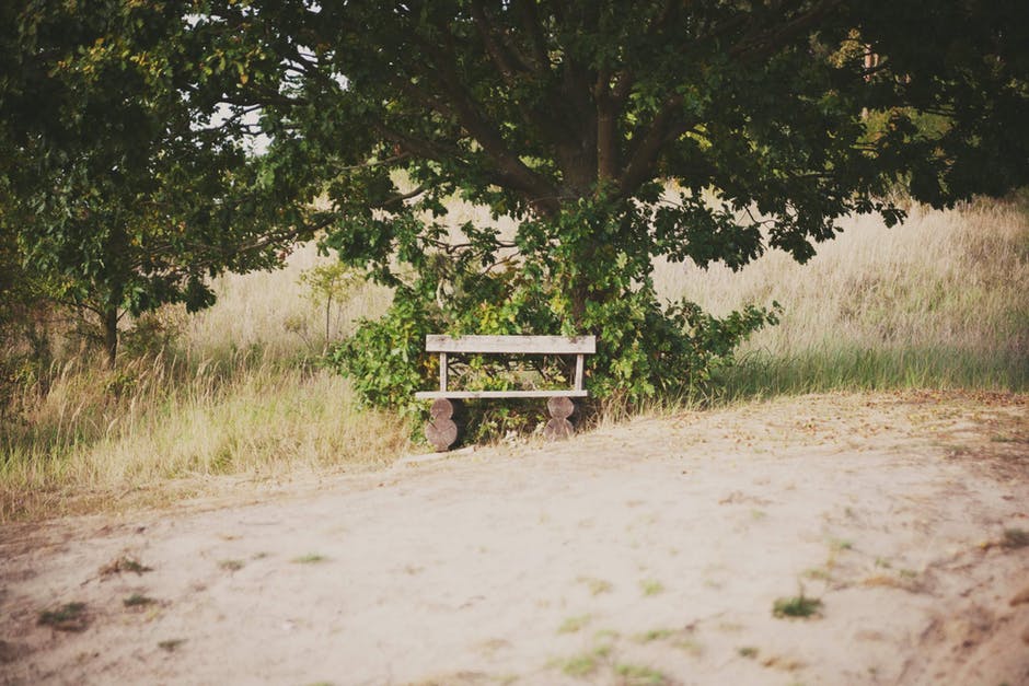 树旁的木凳