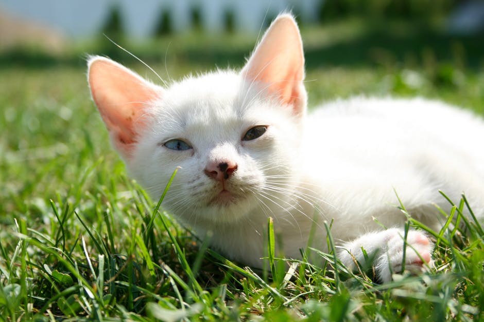 白猫的选择性聚焦摄影