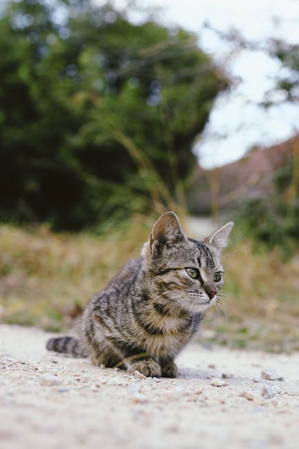 灰褐色褐猫