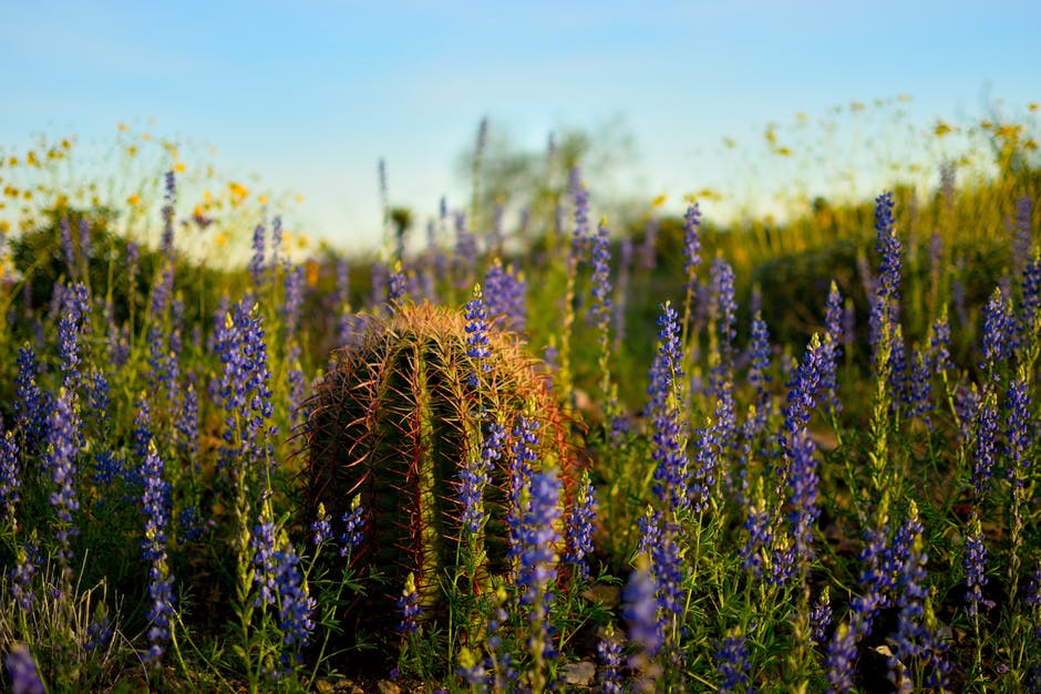 紫色薰衣草花瓣仙人掌的选择性聚焦照片