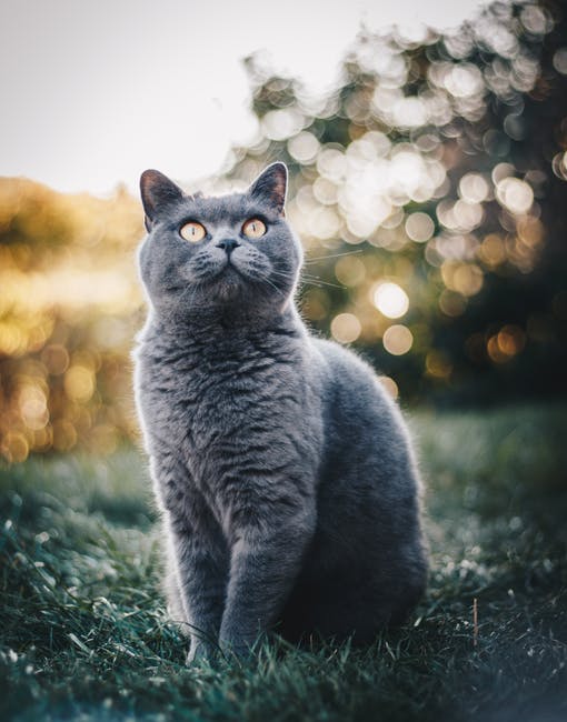 英国短毛猫坐在草地上的照片