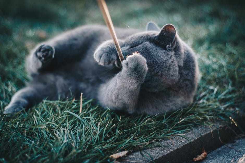 俄罗斯蓝猫躺在草地上玩棕色木棍的照片
