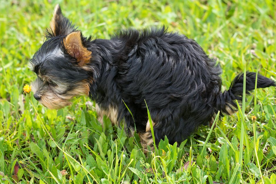 青草地上的黑色与Tan Yorkshire Terrier