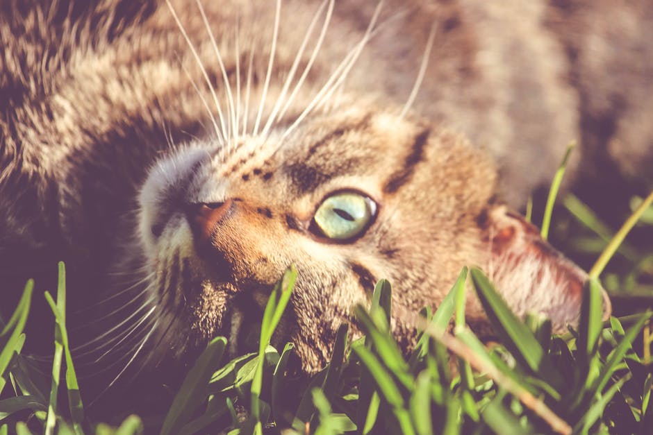 棕色猫躺在草地上