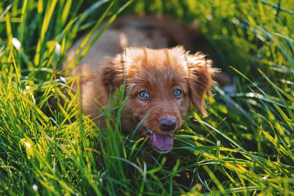 白天白天躺在青草地上的棕色短毛狗