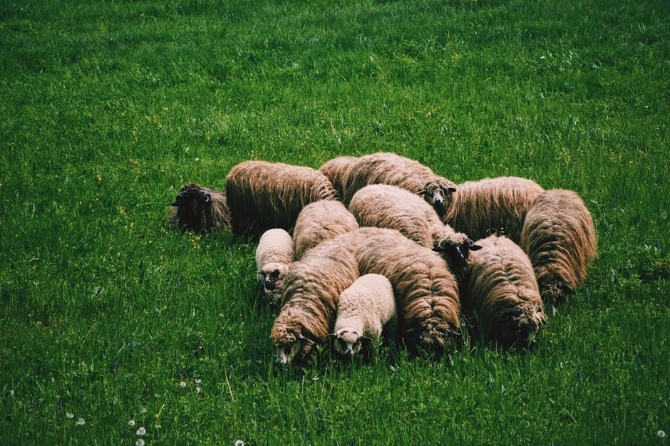 白天田野上绿草成群的羊