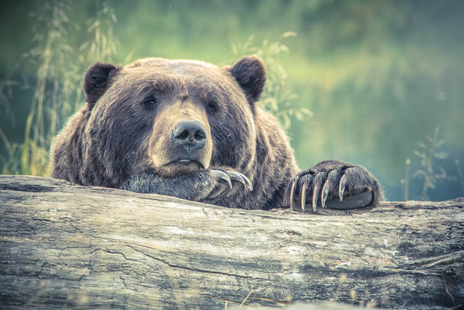 高清动物图片-动物摄影-熊