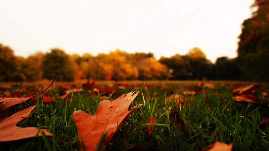 秋天的秋天-秋天的树叶-模糊的照片