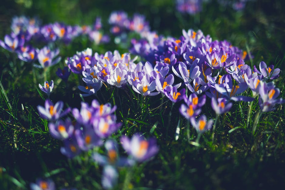 紫色与White Petaled Flowers