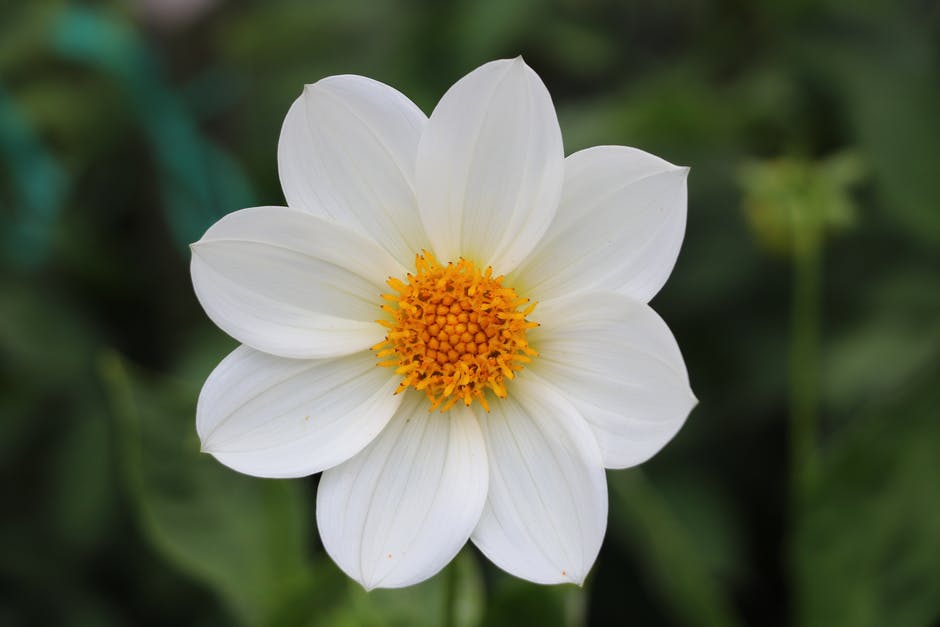 7朵白色和黄色的花瓣