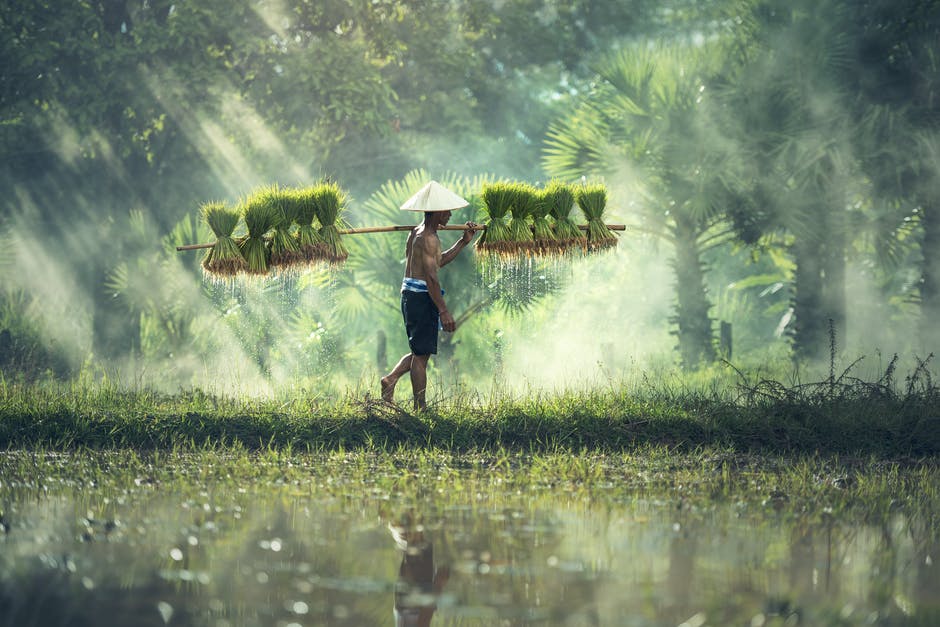 农业-亚洲-农村高清照片