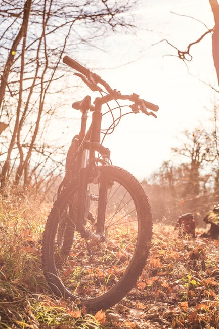 自行车-树枝-明亮的高清照片