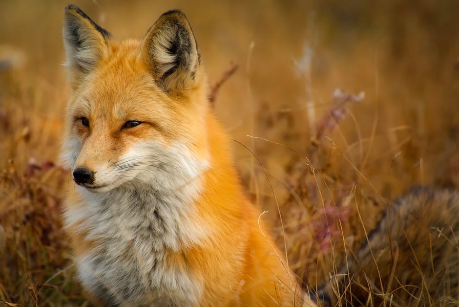 狐狸在草地上的特写